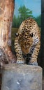 Jaguar is a cat, a feline in the Panthera genus only extant Panthera species Royalty Free Stock Photo