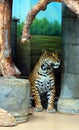 Jaguar is a cat, a feline in the Panthera genus only extant Panthera species Royalty Free Stock Photo