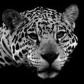 Jaguar is a cat, a feline in the Panthera genus only extant Panthera species Royalty Free Stock Photo