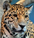 Jaguar is a cat, a feline in the Panthera genus only extant Royalty Free Stock Photo