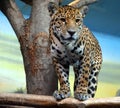 Jaguar is a cat, a feline in the Panthera genus only extant Royalty Free Stock Photo