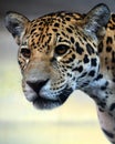 Jaguar is a cat, a feline in the Panthera genus only extant Royalty Free Stock Photo