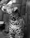 Jaguar is a cat, a feline in the Panthera genus only extant Panthera species Royalty Free Stock Photo