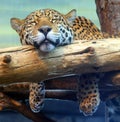 Jaguar is a cat, a feline in the Panthera genus only extant Panthera species Royalty Free Stock Photo