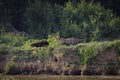 Jaguar chasing a capybara at the river edge, Pantanal, Brazil