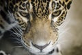 Jaguar close up, portrait of an impressive panthera onca hunting, the look of the jaguar Royalty Free Stock Photo