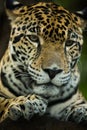 Jaguar closeup in jungle Royalty Free Stock Photo