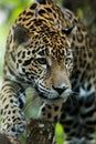 Jaguar closeup in jungle Royalty Free Stock Photo