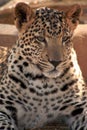 Jaguar Cub Royalty Free Stock Photo