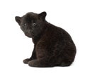 Jaguar cub, 2 months old, Panthera onca, sitting Royalty Free Stock Photo