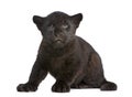 Jaguar cub (2 months) - Panthera onca Royalty Free Stock Photo