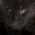 Jaguar cub (2 months) - Panthera onca Royalty Free Stock Photo