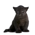 Jaguar cub (2 months) - Panthera onca Royalty Free Stock Photo