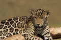 Jaguar Cub Royalty Free Stock Photo