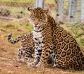 Jaguar cub