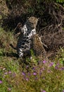 Jaguar cubs playing