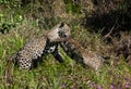 Jaguar cubs playing