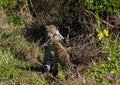 Jaguar cubs playing