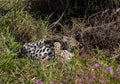 Jaguar cubs playing