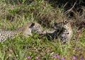 Jaguar cubs playing