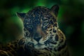 Jaguar in dark forest. Detail head portrait of wild cat. Big animal in the nature habitat. Jaguar in Costa Rica tropic forest. Clo