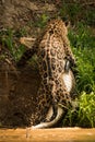 Jaguar dragging yacare caiman up river bank Royalty Free Stock Photo