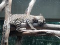 Jaguar dreaming while in somber sleep