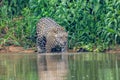 Jaguar entering the Cuiaba river Royalty Free Stock Photo