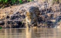 Jaguar entering the Cuiaba river Royalty Free Stock Photo