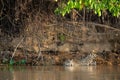 Jaguar entering the river at the beginning of a hunt Royalty Free Stock Photo