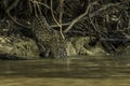 jaguar commencing hunt in the Cuiaba river Royalty Free Stock Photo