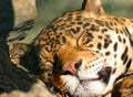 Jaguar face