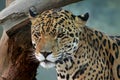Jaguar face