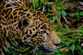 Jaguar face closeup