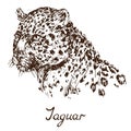 Jaguar face, hand drawn doodle, sketch Royalty Free Stock Photo