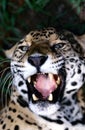 Jaguar fangs