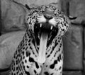 Jaguar is a feline in the Panthera genus only extant Panthera species