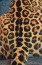 Back of a Jaguar is a feline in the Panthera genus only extant Panthera species