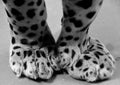 Legs of a Jaguar is a feline in the Panthera genus only extant Panthera species Royalty Free Stock Photo