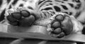 Legs of a Jaguar is a feline in the Panthera genus only extant Panthera species