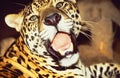 French Guyane: a jaguar in the rain forest Royalty Free Stock Photo