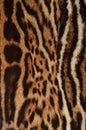 jaguar fur background texture pattern Royalty Free Stock Photo