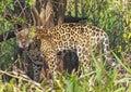 Jaguar Growling in the Jungle Royalty Free Stock Photo