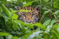 a jaguar growling softly, hidden among the bushy foliage Royalty Free Stock Photo