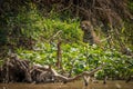 Jaguar half-hidden by undergrowth on river bank Royalty Free Stock Photo