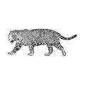 Jaguar. Hand drawn sketch illustration isolated on white background. portrait of a Jaguar animal, vector sketch illustration