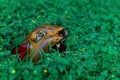 Jaguar Head Carved in wood Mexican Mayan crafts