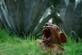 Jaguar Head Carved in wood Mexican Mayan crafts