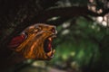 Jaguar Head Carved in wood on natural background.