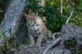 Jaguar hunched on forelegs ready to jump